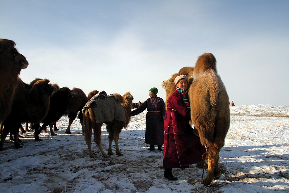 Herding remains a big business in Mongolia